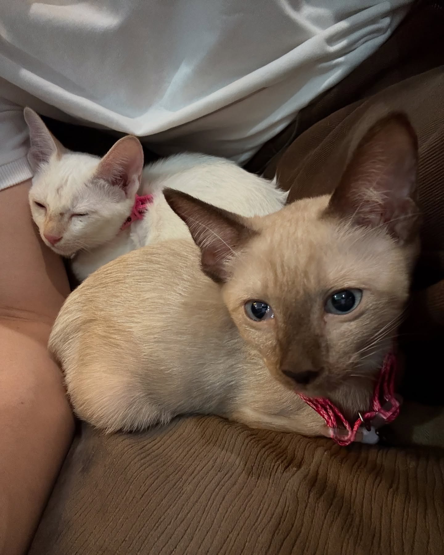 บี๊บ - ศิรสัณห์ หอวิจิตร