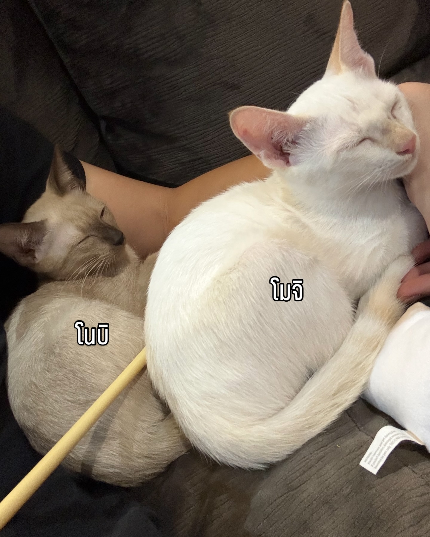 บี๊บ - ศิรสัณห์ หอวิจิตร
