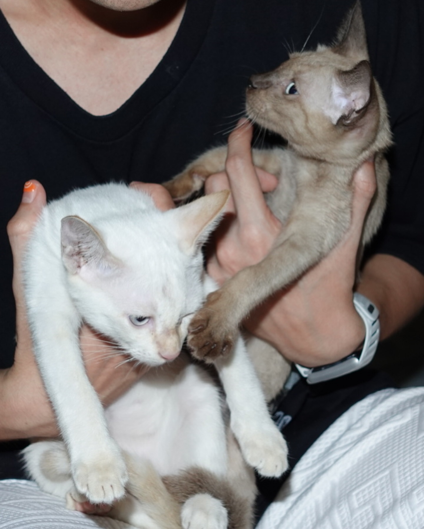 บี๊บ - ศิรสัณห์ หอวิจิตร