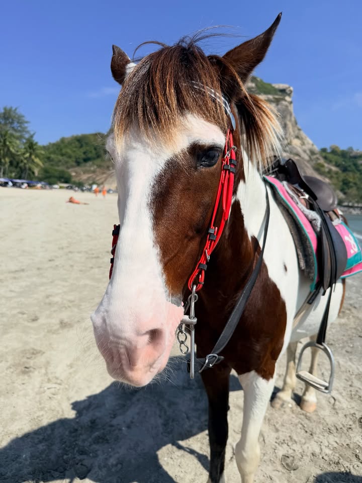 บี๊บ - ศิรสัณห์ หอวิจิตร