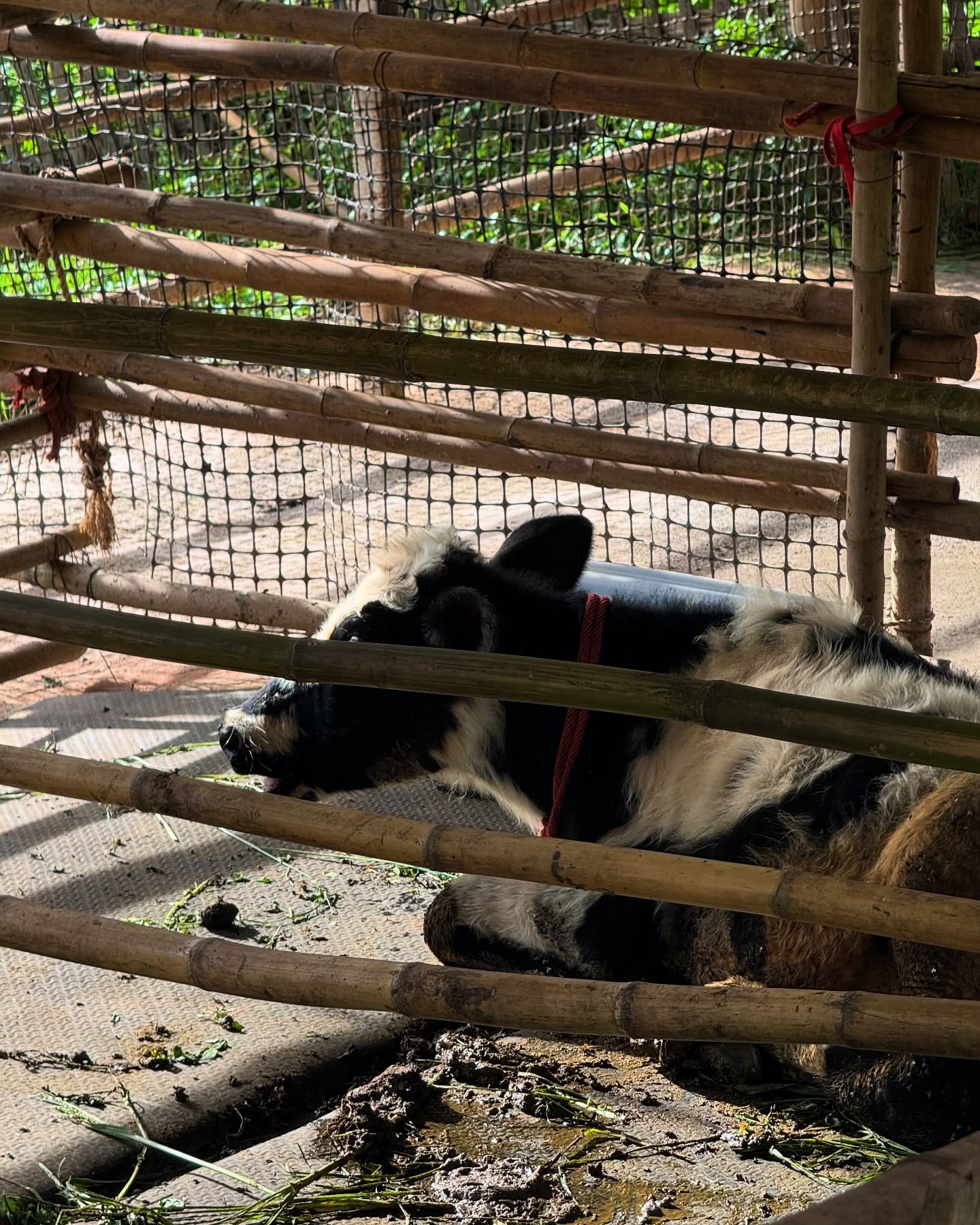 จูเน่ - เพลินพิชญา โกมลารชุน