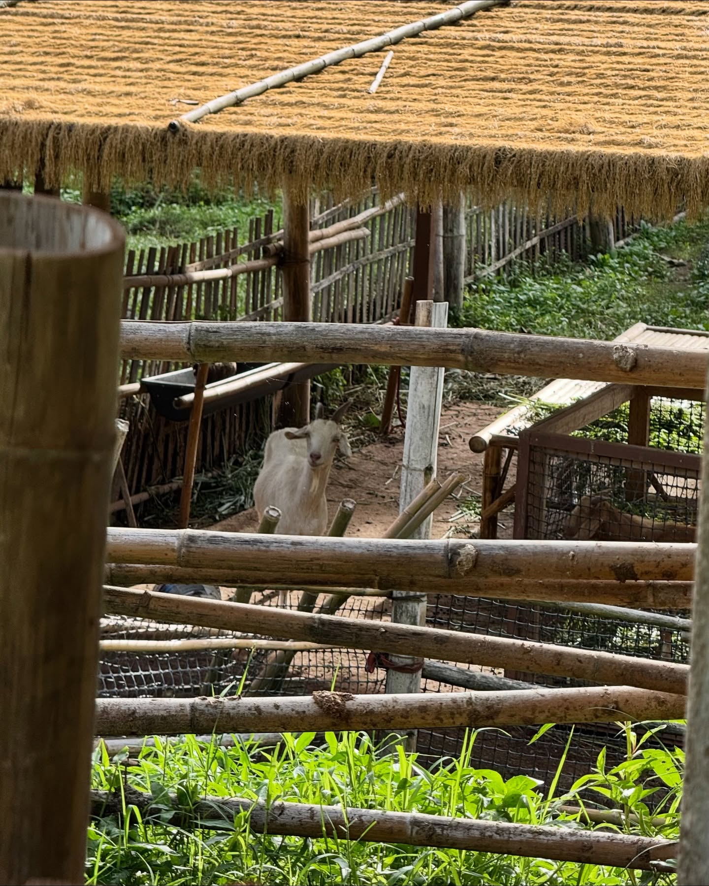 จูเน่ - เพลินพิชญา โกมลารชุน