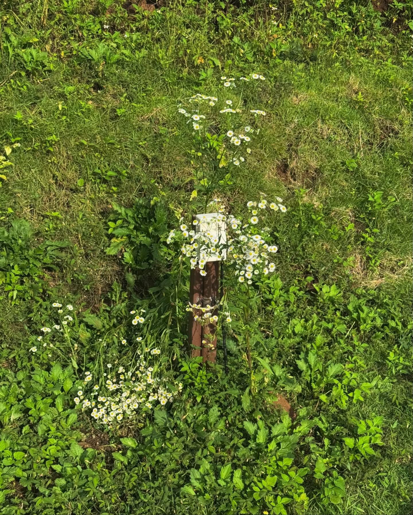 จูเน่ - เพลินพิชญา โกมลารชุน