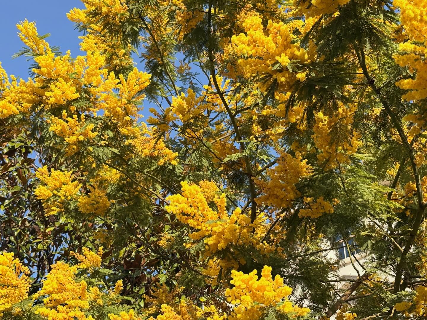 จูเน่ - เพลินพิชญา โกมลารชุน