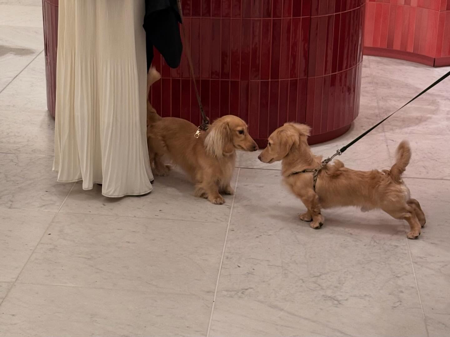 จูเน่ - เพลินพิชญา โกมลารชุน