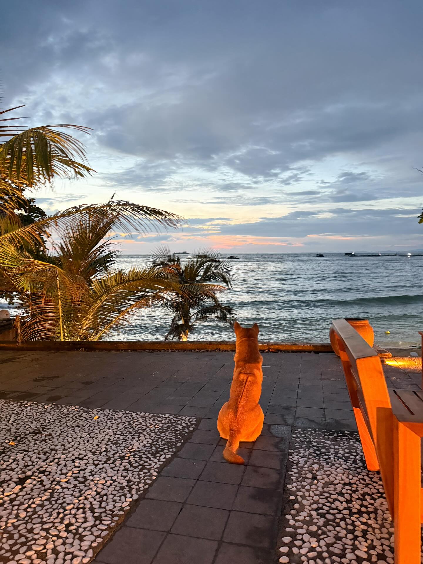 จีน่า - วิรายา ภัทรโชคชัย