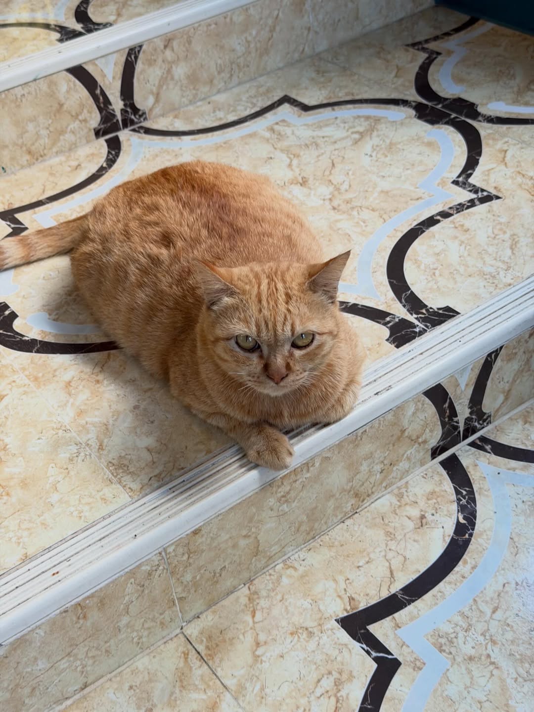 จีน่า - วิรายา ภัทรโชคชัย