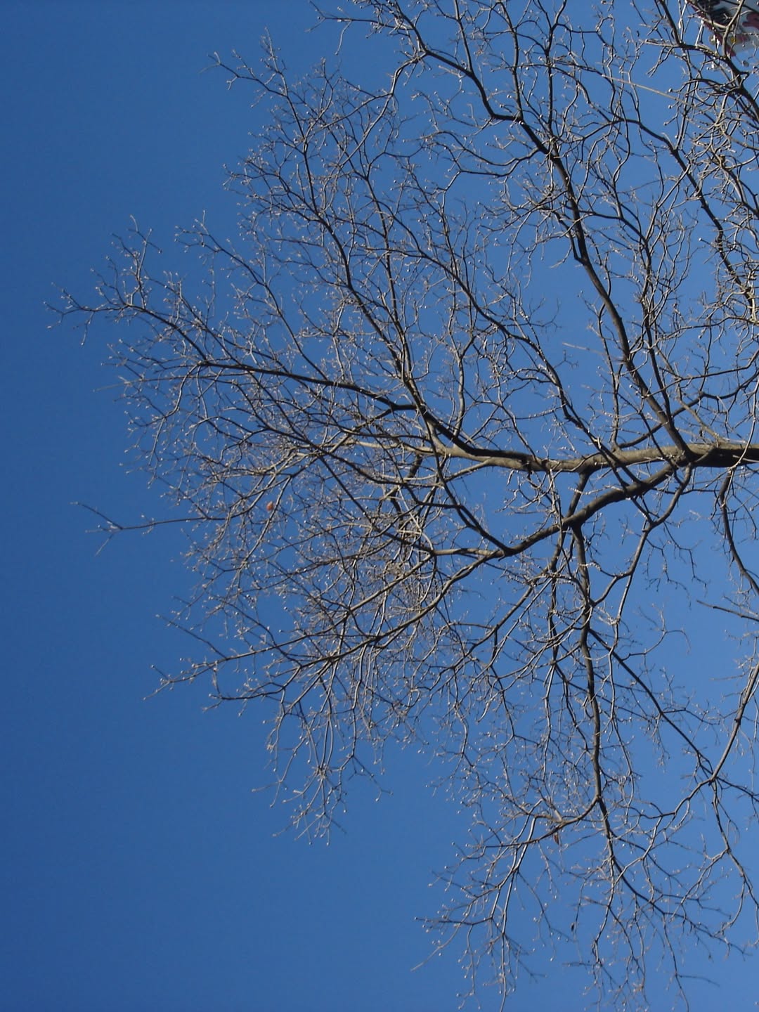 พลอย ศรนรินทร์