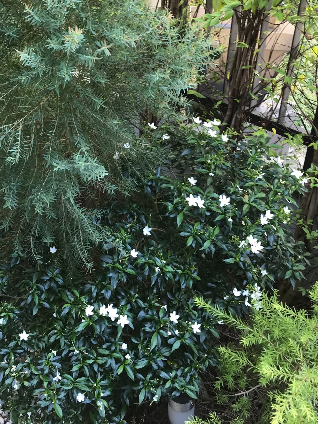 พลอย ศรนรินทร์