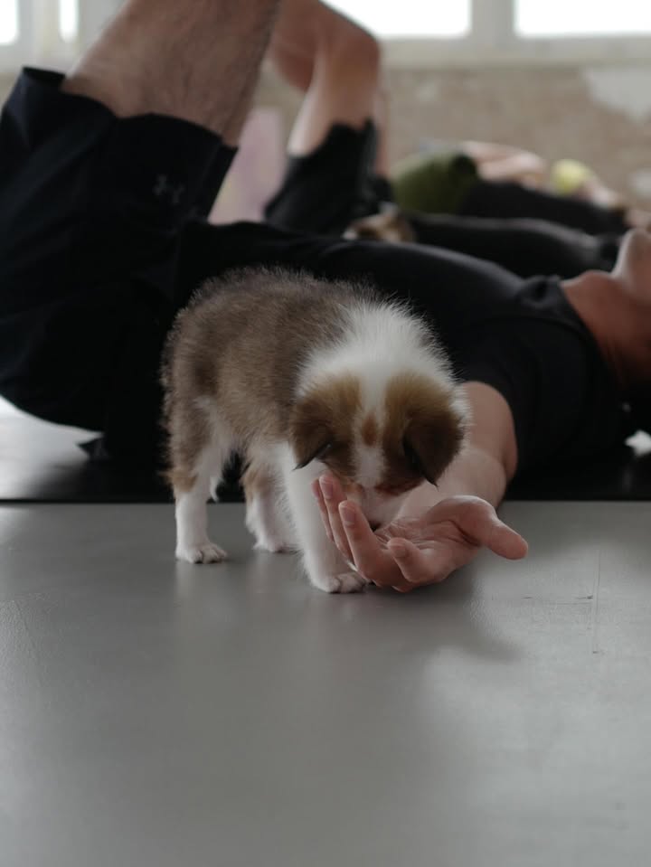 ดุล ร่มจำปา