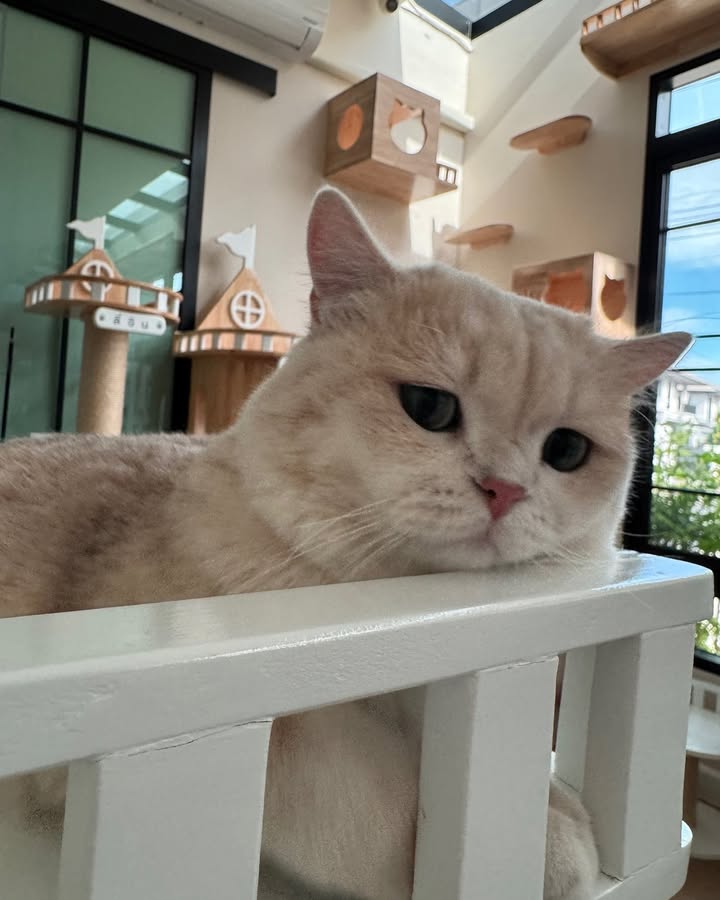 ต้าเหนิง - กัญญาวีร์ สองเมือง