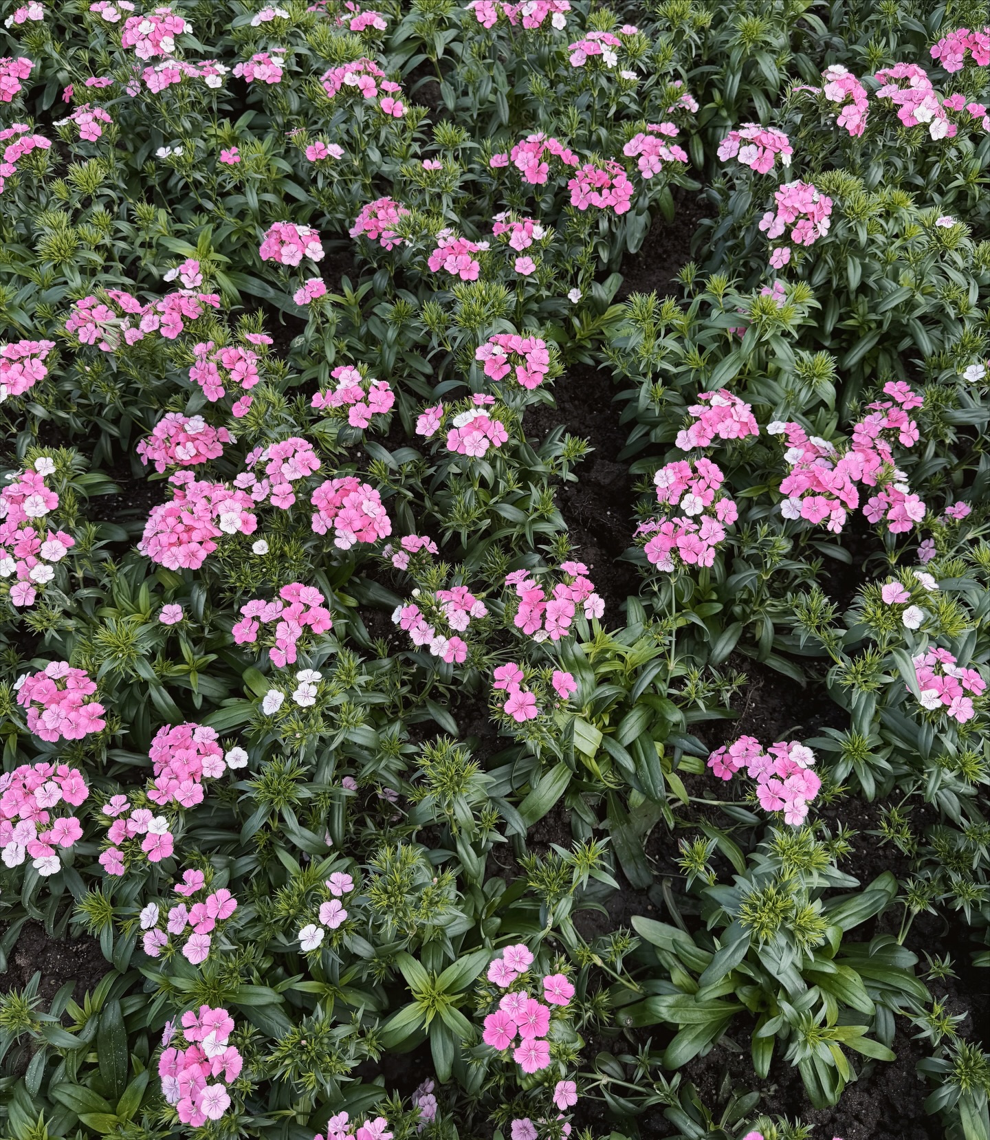 ต้าเหนิง - กัญญาวีร์ สองเมือง