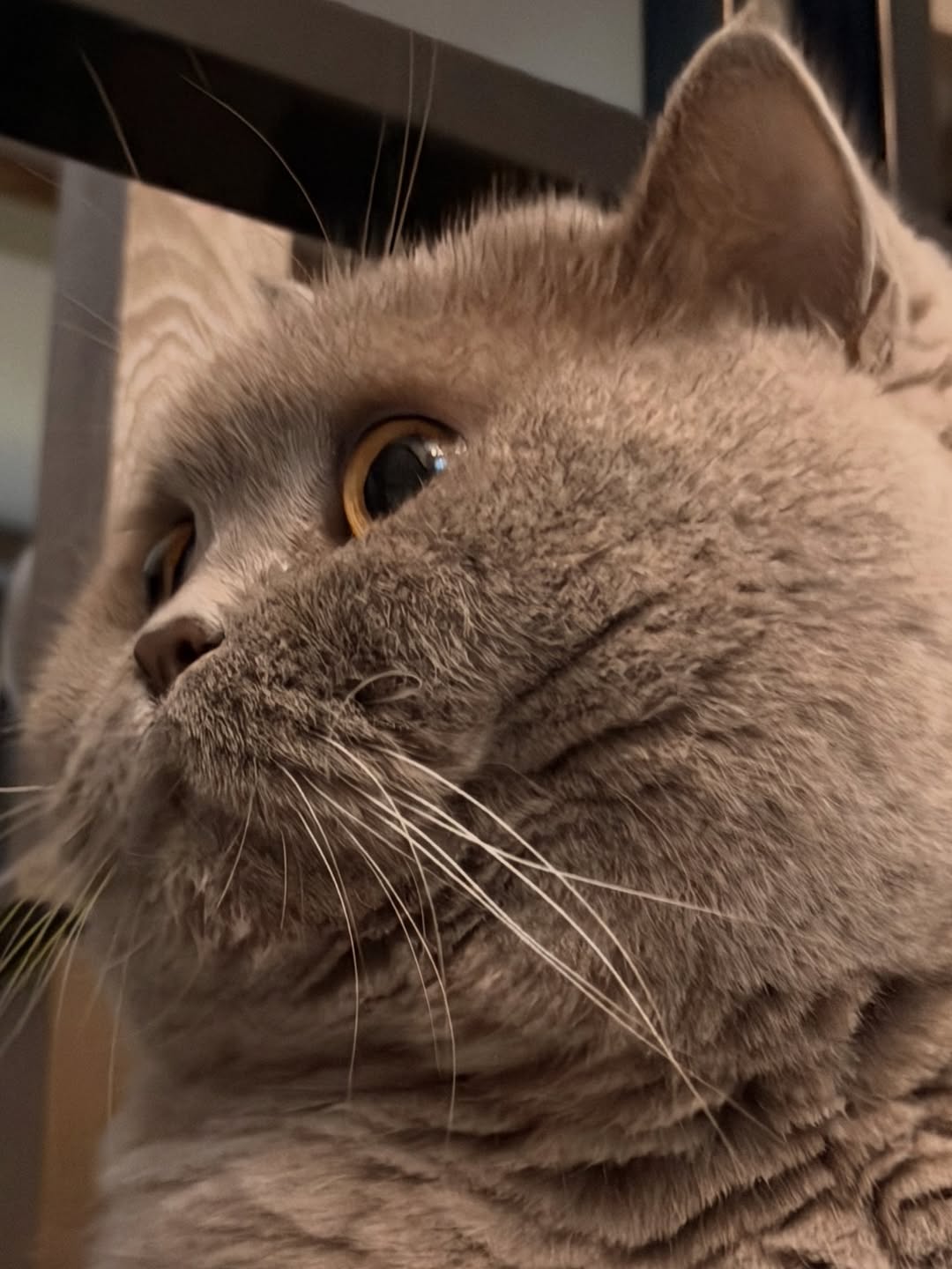 ต้าเหนิง - กัญญาวีร์ สองเมือง