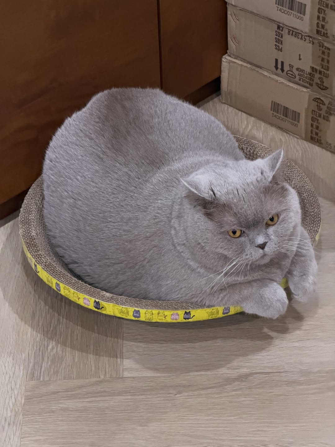 ต้าเหนิง - กัญญาวีร์ สองเมือง