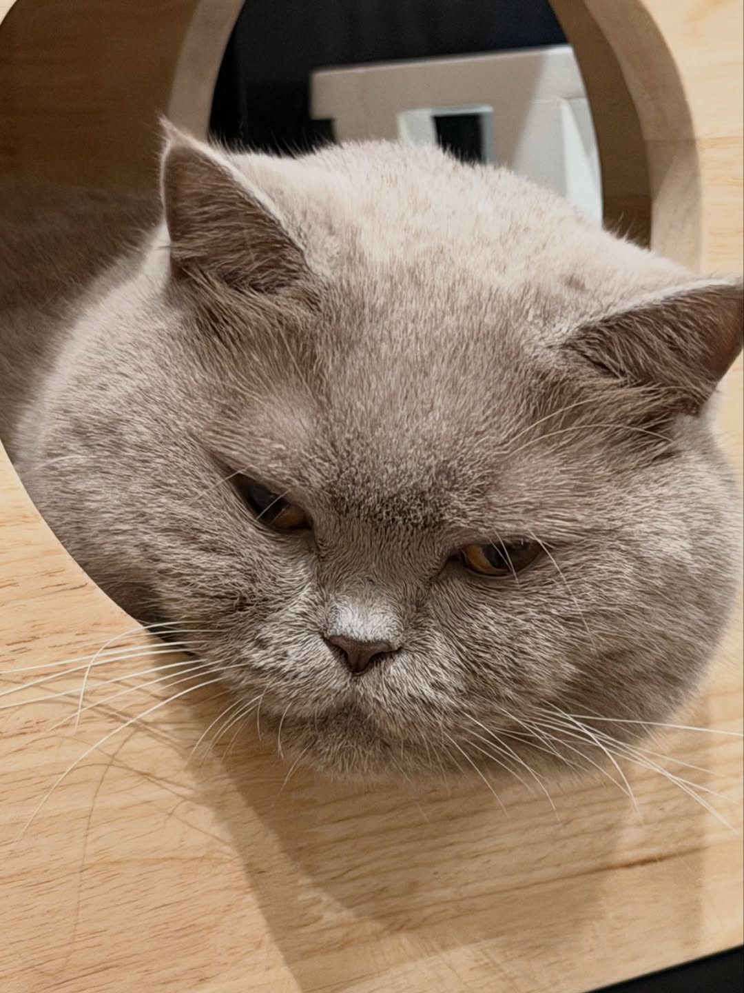 ต้าเหนิง - กัญญาวีร์ สองเมือง