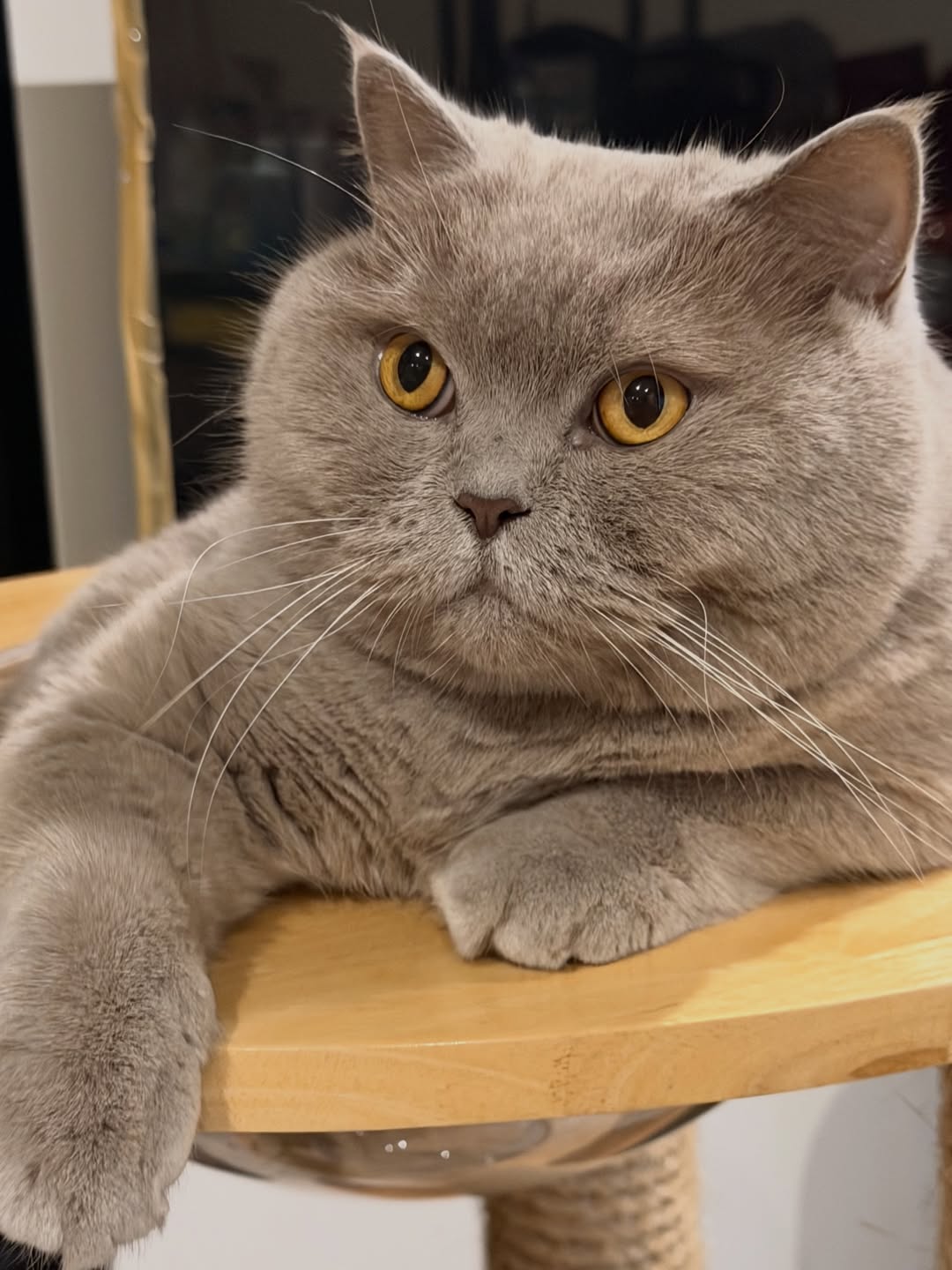 ต้าเหนิง - กัญญาวีร์ สองเมือง