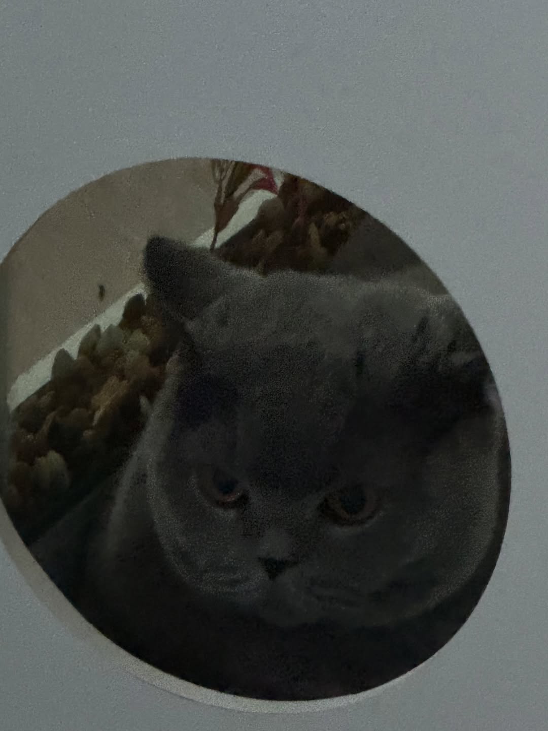 ต้าเหนิง - กัญญาวีร์ สองเมือง