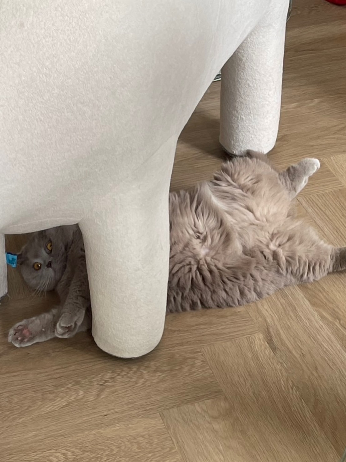 ต้าเหนิง - กัญญาวีร์ สองเมือง