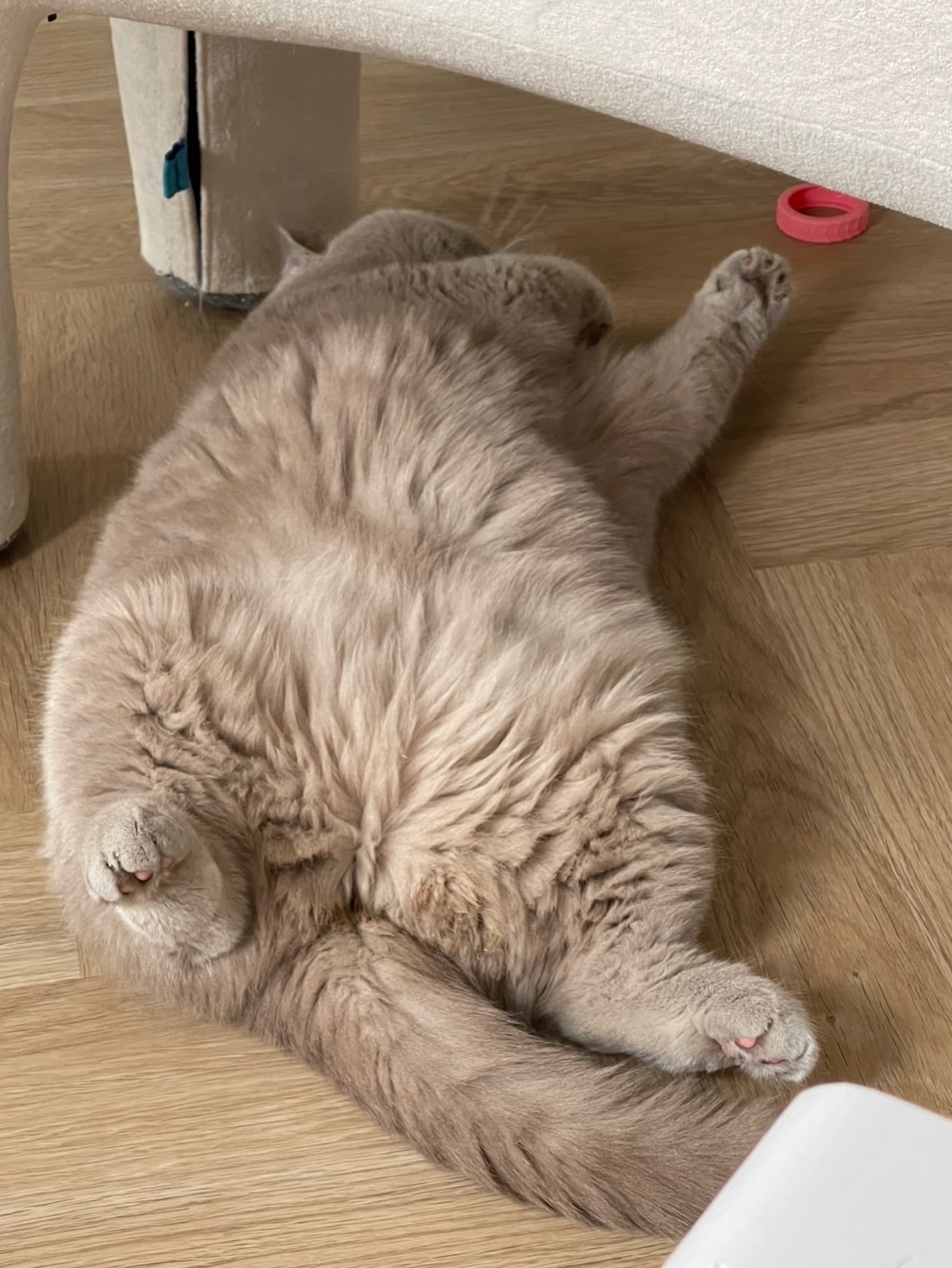 ต้าเหนิง - กัญญาวีร์ สองเมือง