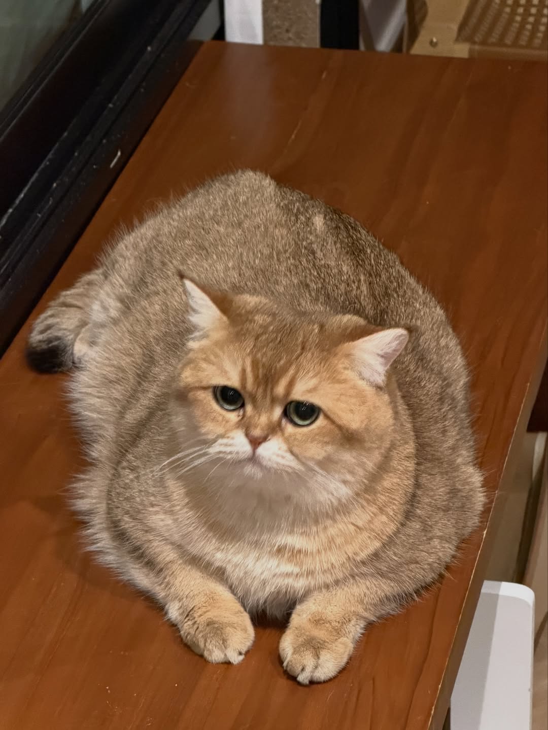 ต้าเหนิง - กัญญาวีร์ สองเมือง