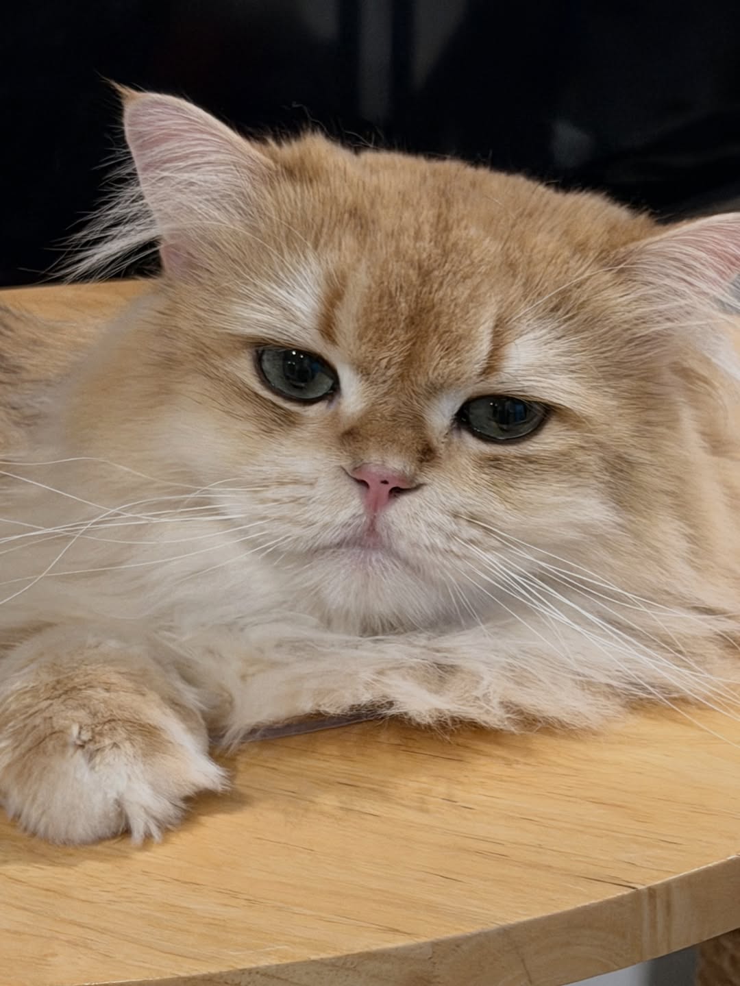 ต้าเหนิง - กัญญาวีร์ สองเมือง