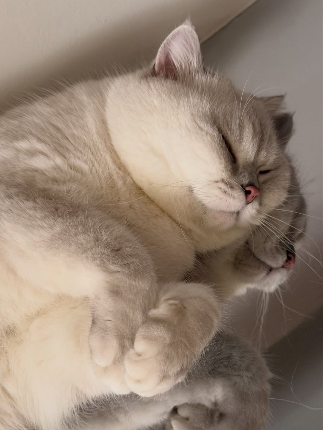 ต้าเหนิง - กัญญาวีร์ สองเมือง