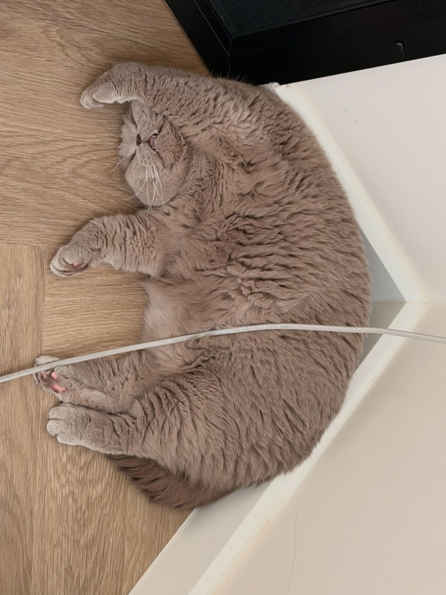 ต้าเหนิง - กัญญาวีร์ สองเมือง