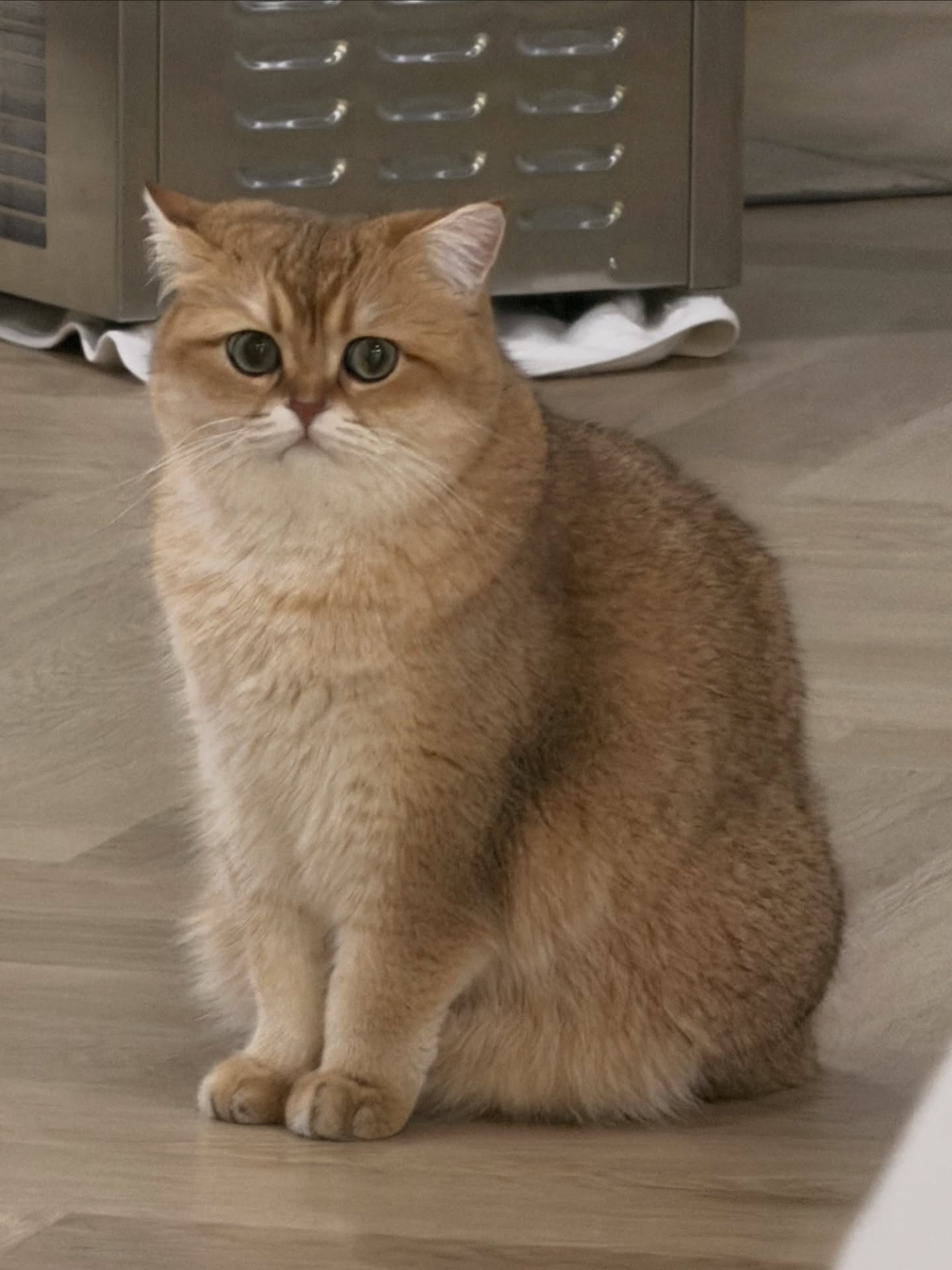 ต้าเหนิง - กัญญาวีร์ สองเมือง