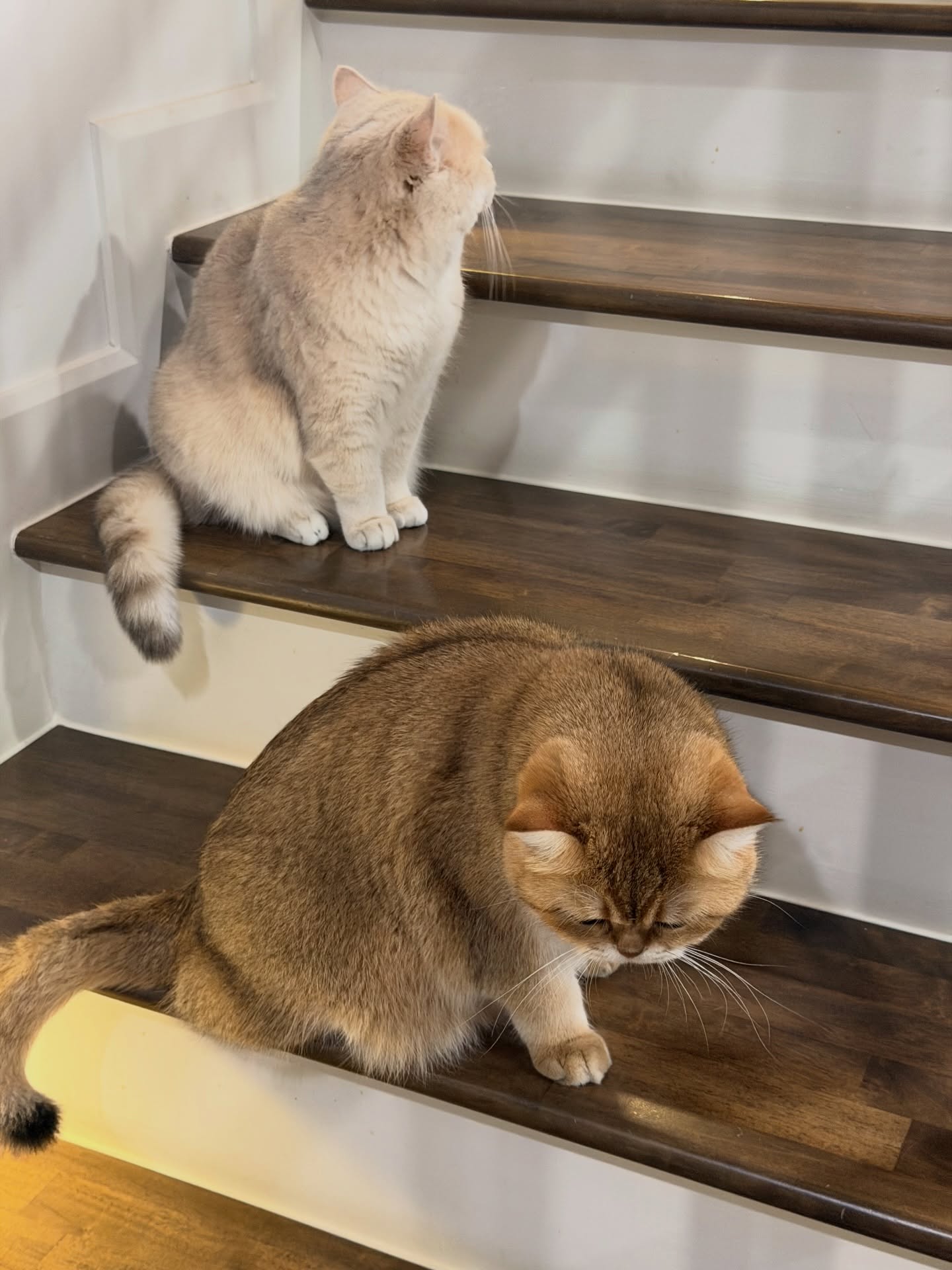 ต้าเหนิง - กัญญาวีร์ สองเมือง