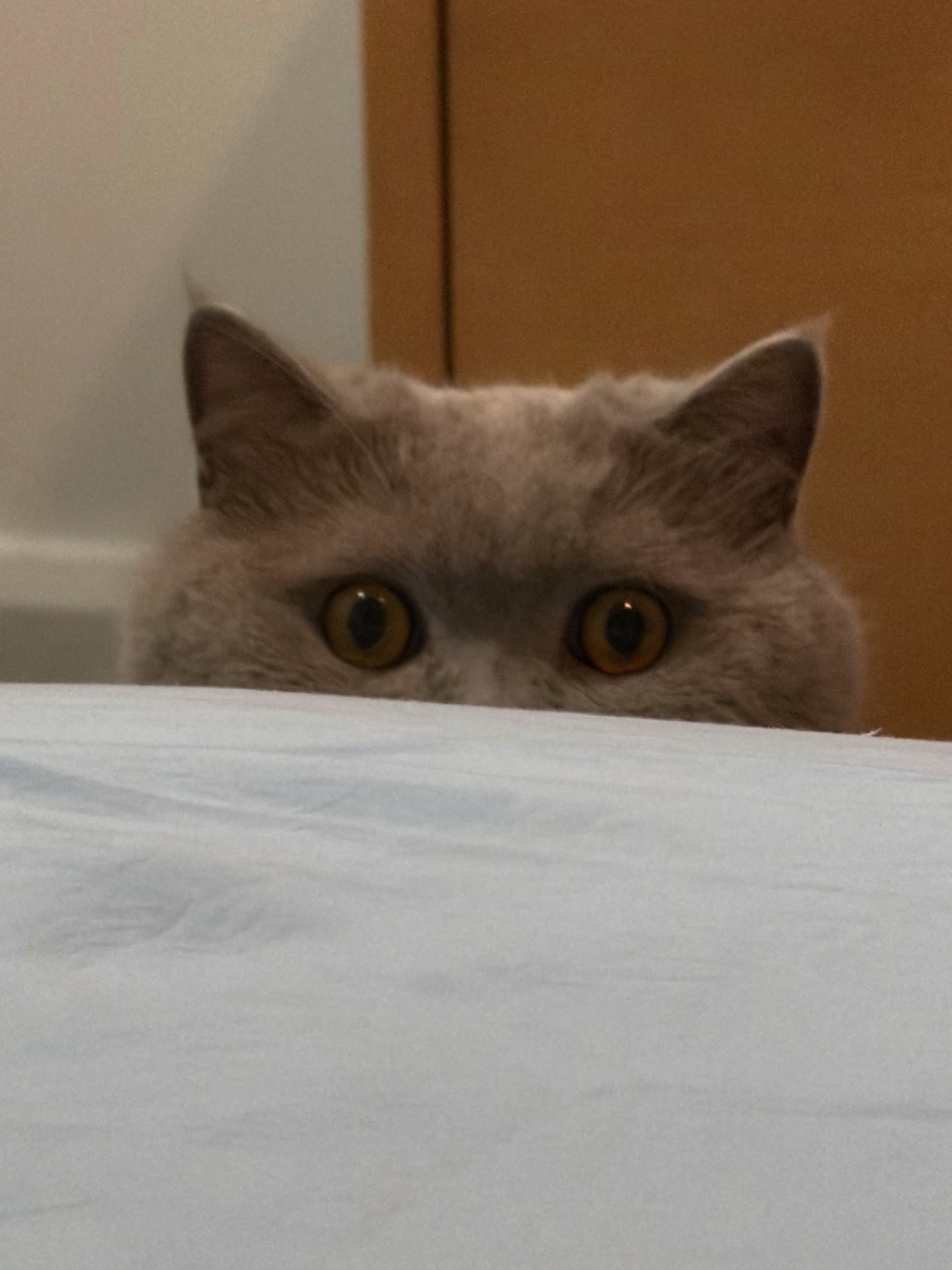 ต้าเหนิง - กัญญาวีร์ สองเมือง