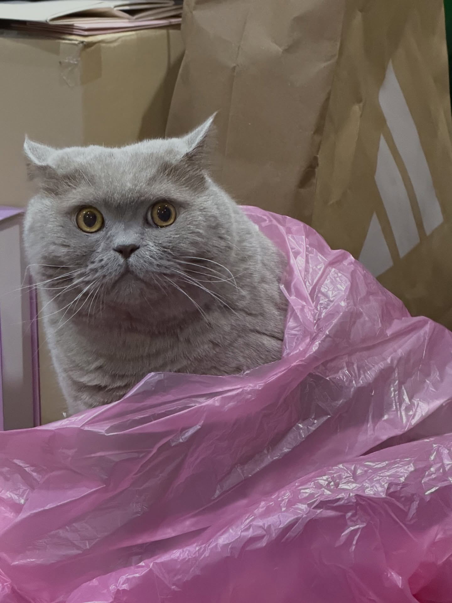 ต้าเหนิง - กัญญาวีร์ สองเมือง