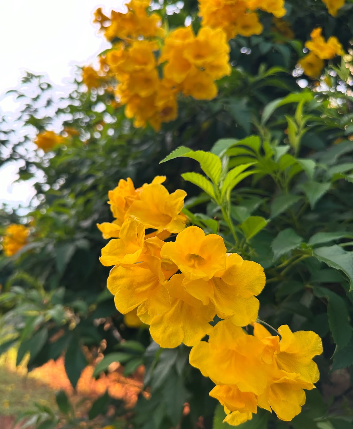 โอปอล์ - ปาณิสรา อารยะสกุล