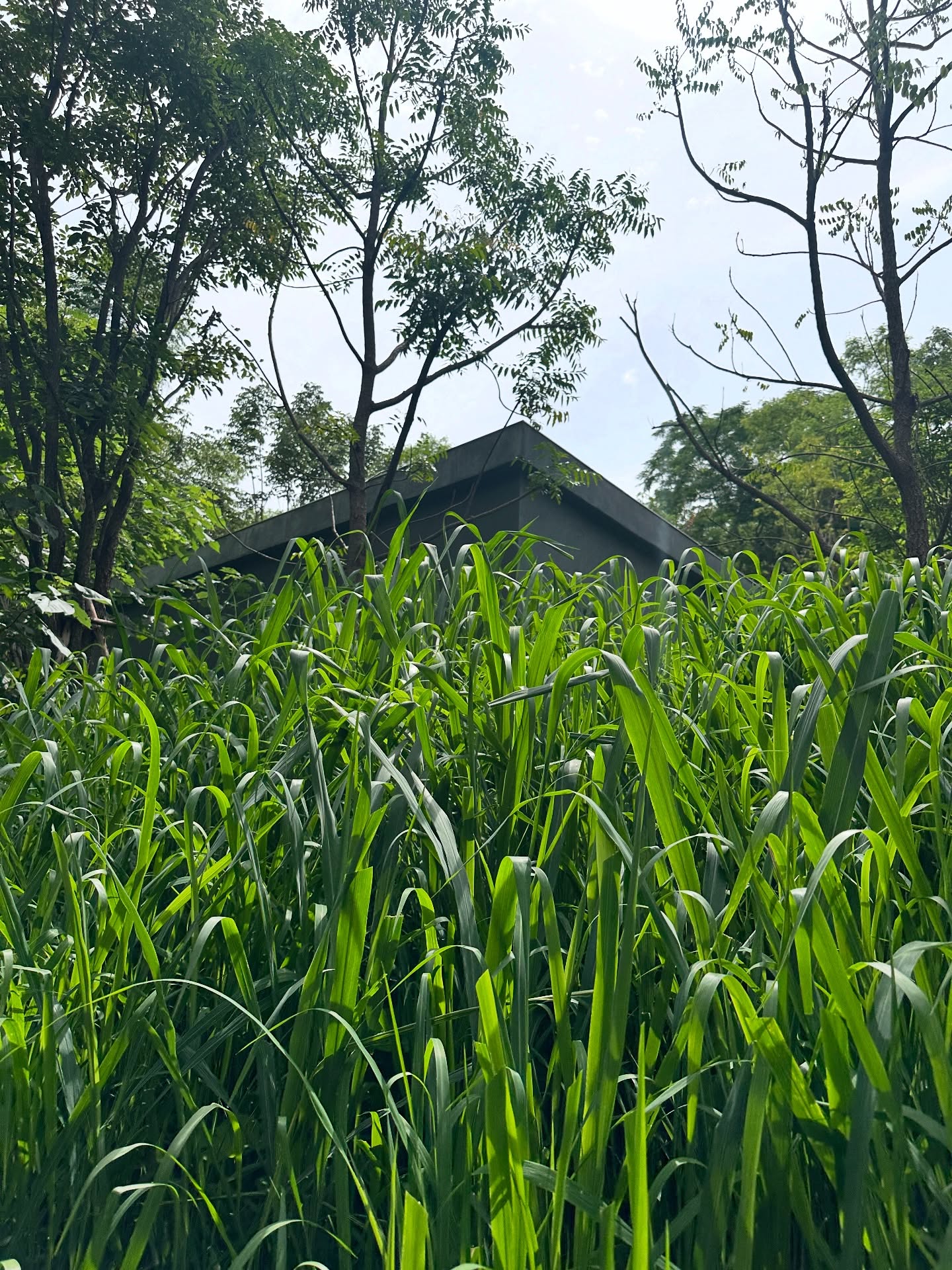 โอปอล์ - ปาณิสรา อารยะสกุล