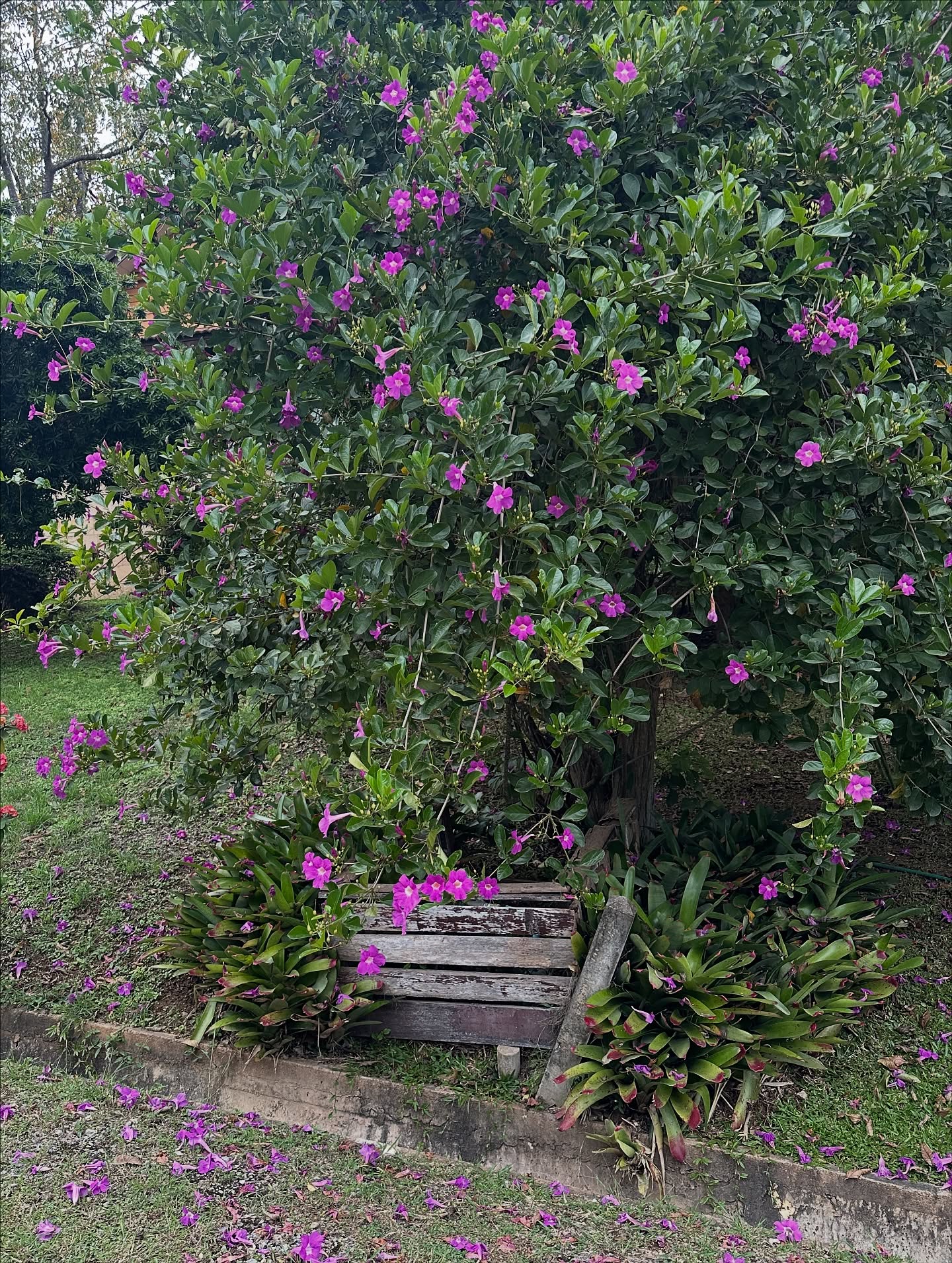 โอปอล์ - ปาณิสรา อารยะสกุล