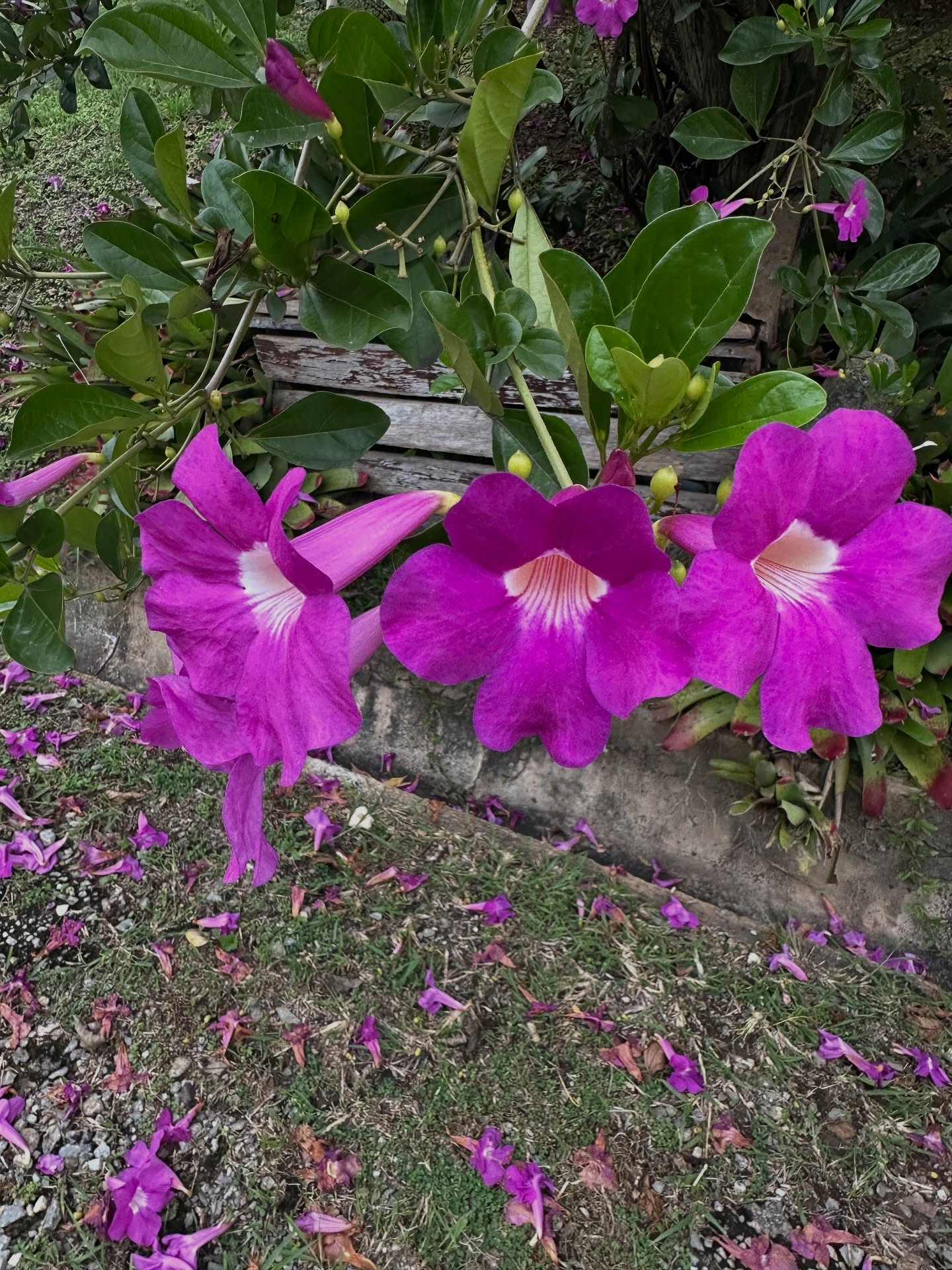 โอปอล์ - ปาณิสรา อารยะสกุล