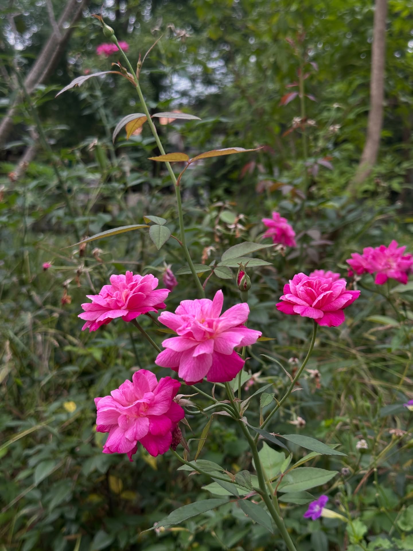 โอปอล์ - ปาณิสรา อารยะสกุล