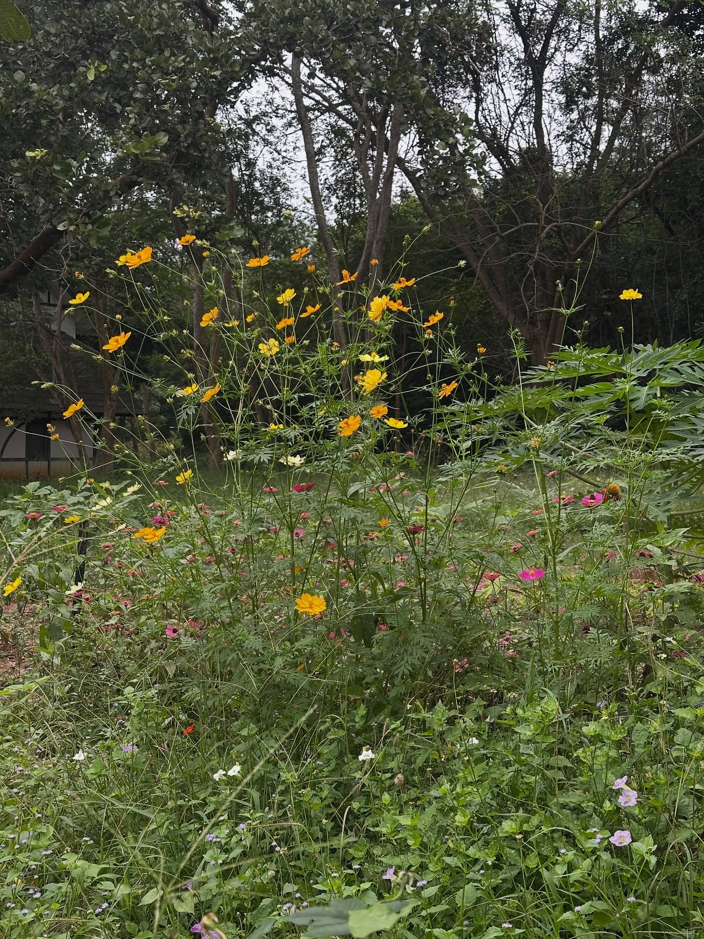 โอปอล์ - ปาณิสรา อารยะสกุล