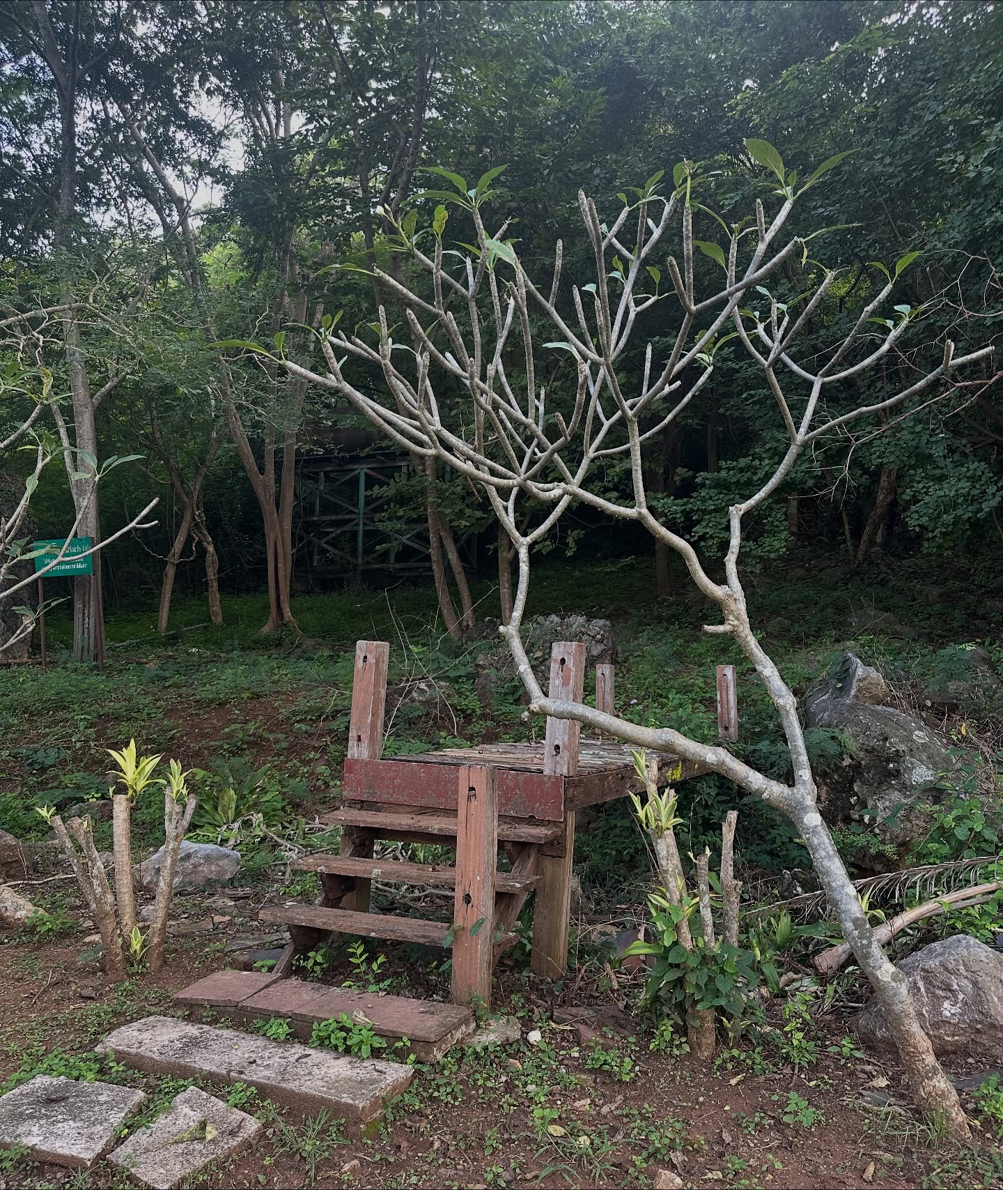 โอปอล์ - ปาณิสรา อารยะสกุล