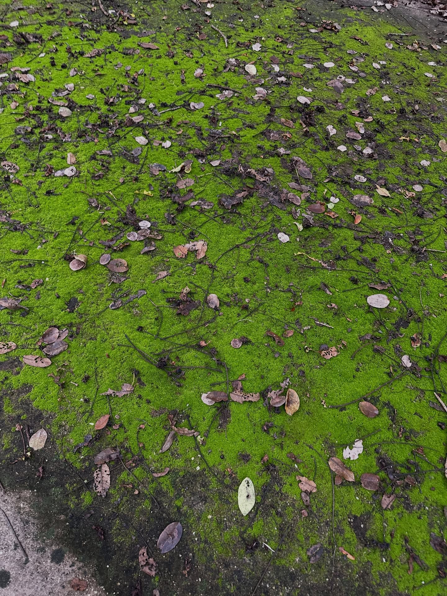 โอปอล์ - ปาณิสรา อารยะสกุล