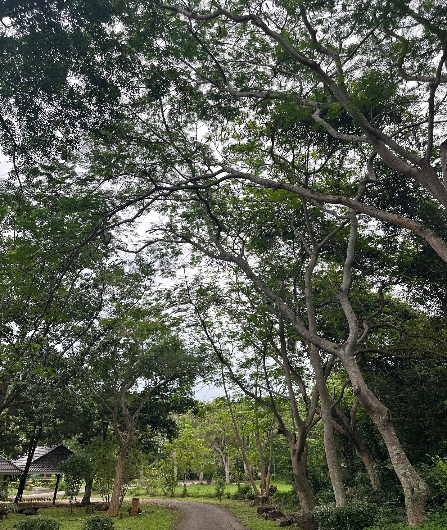 โอปอล์ - ปาณิสรา อารยะสกุล