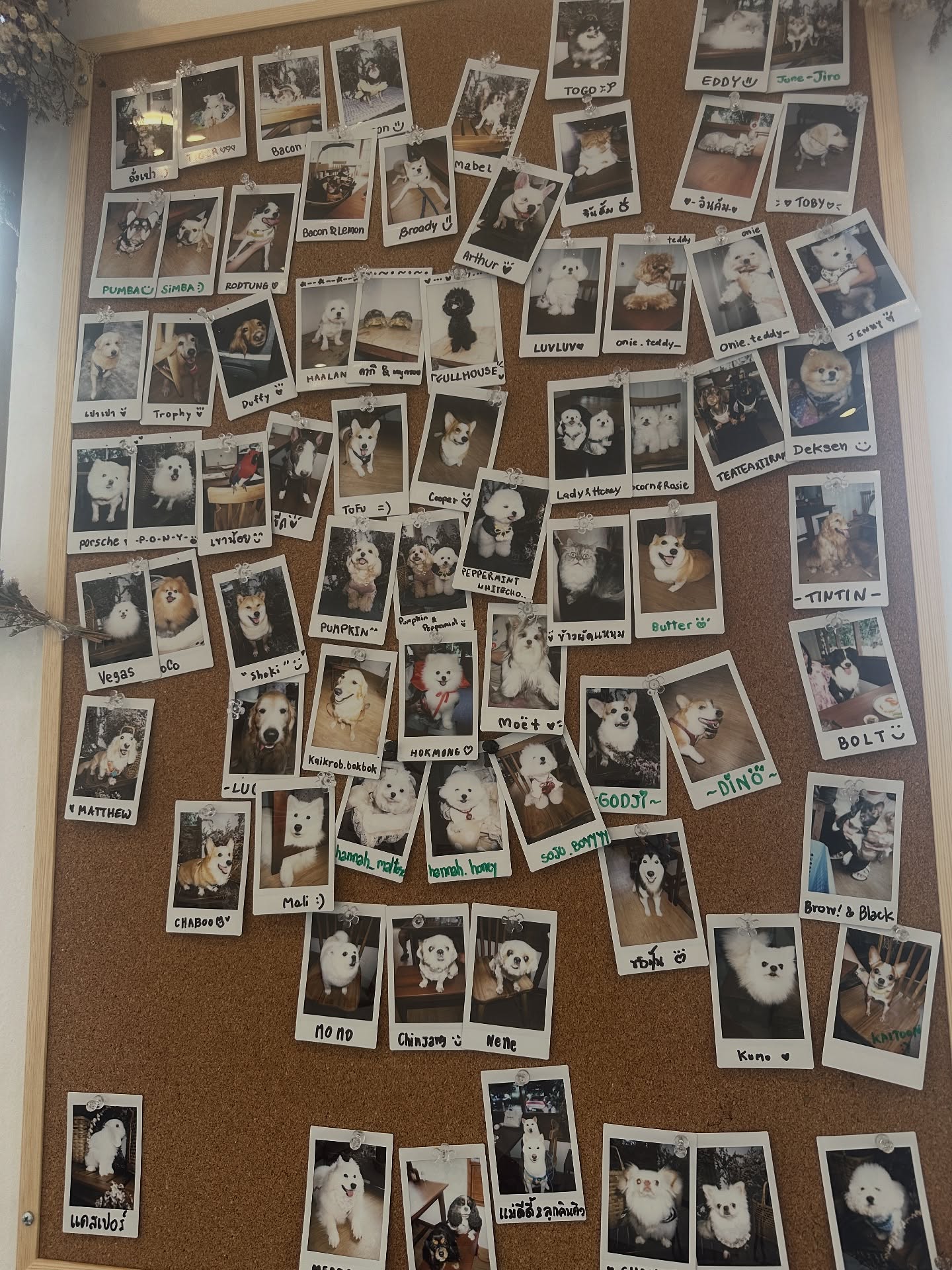 โอปอล์ - ปาณิสรา อารยะสกุล