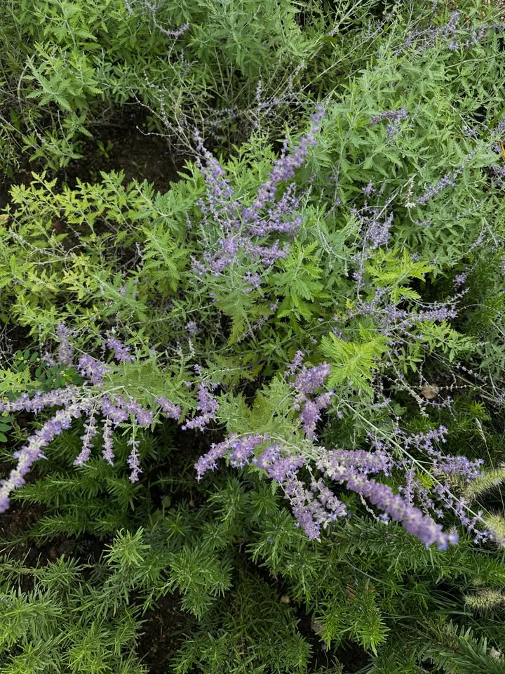 โอปอล์ - ปาณิสรา อารยะสกุล