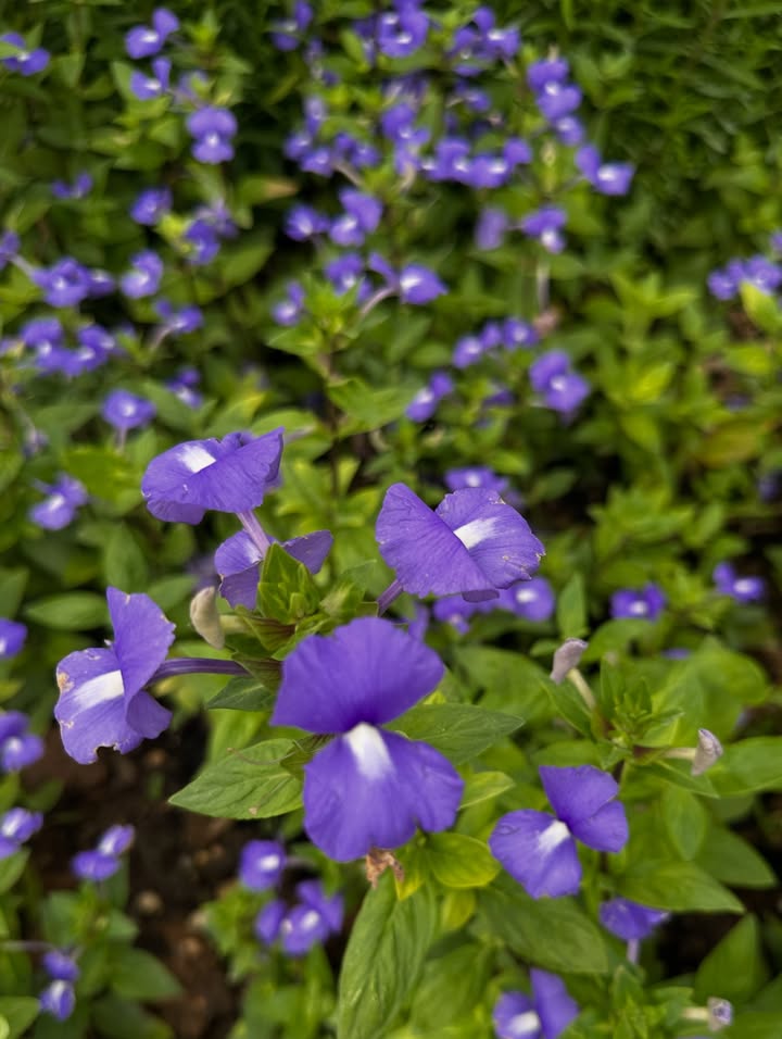 โอปอล์ - ปาณิสรา อารยะสกุล