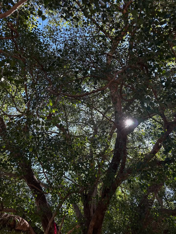 โอปอล์ - ปาณิสรา อารยะสกุล