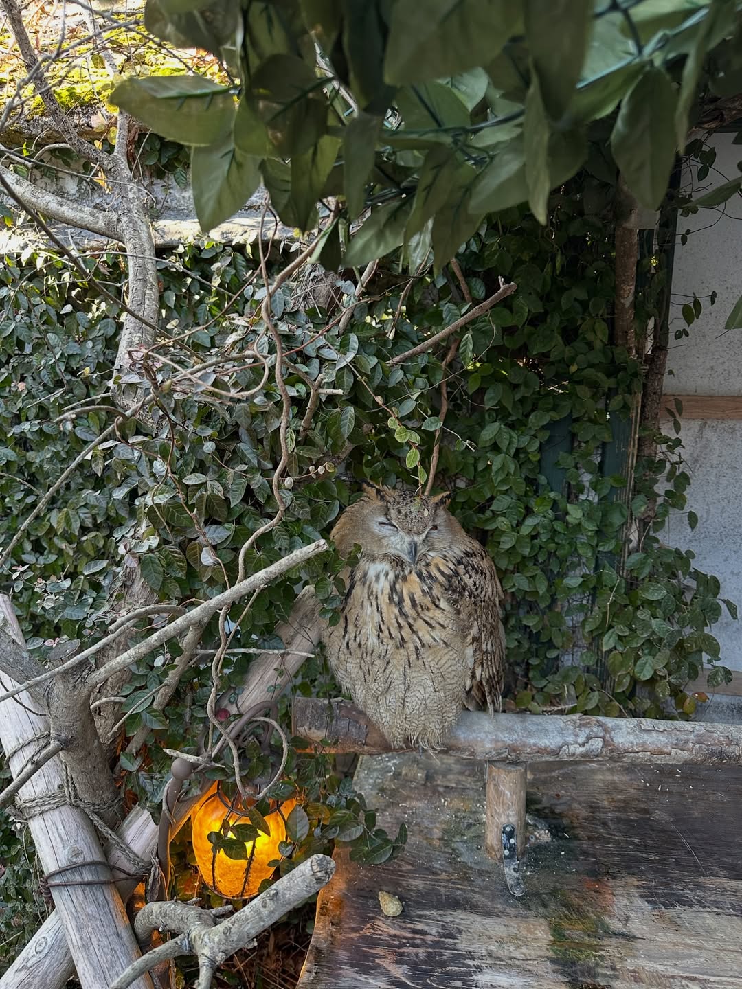 โอปอล์ - ปาณิสรา อารยะสกุล