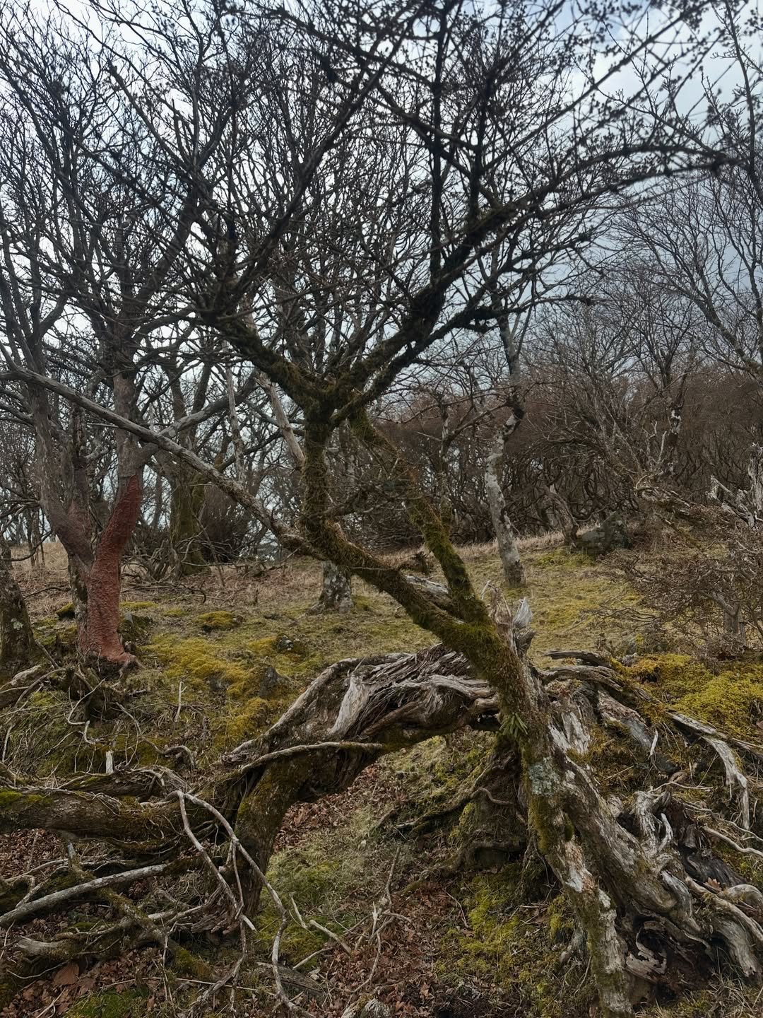 โอปอล์ - ปาณิสรา อารยะสกุล