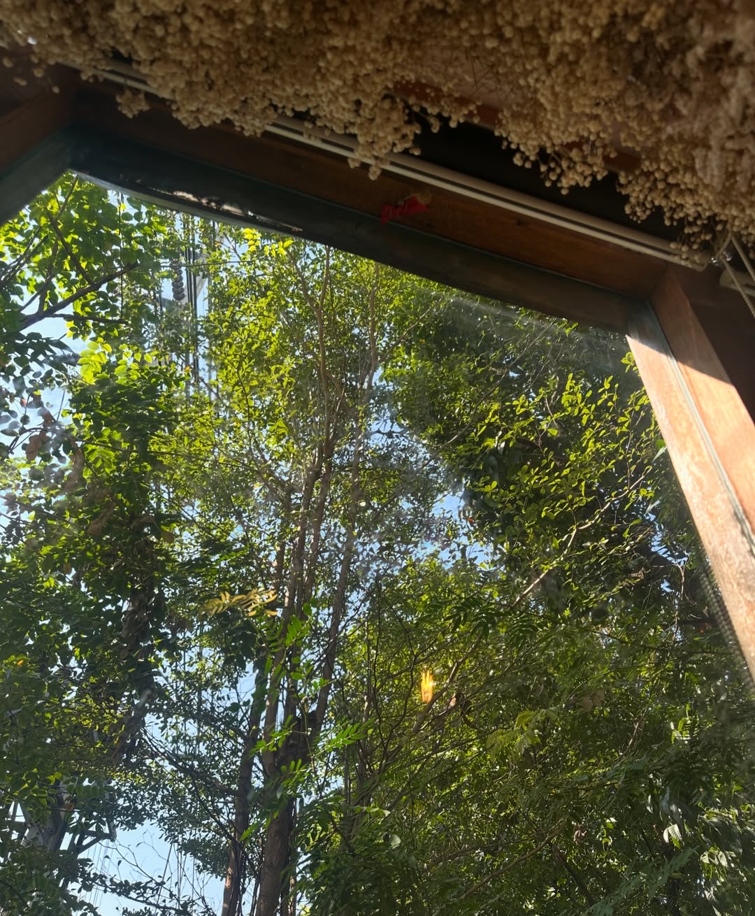 โอปอล์ - ปาณิสรา อารยะสกุล