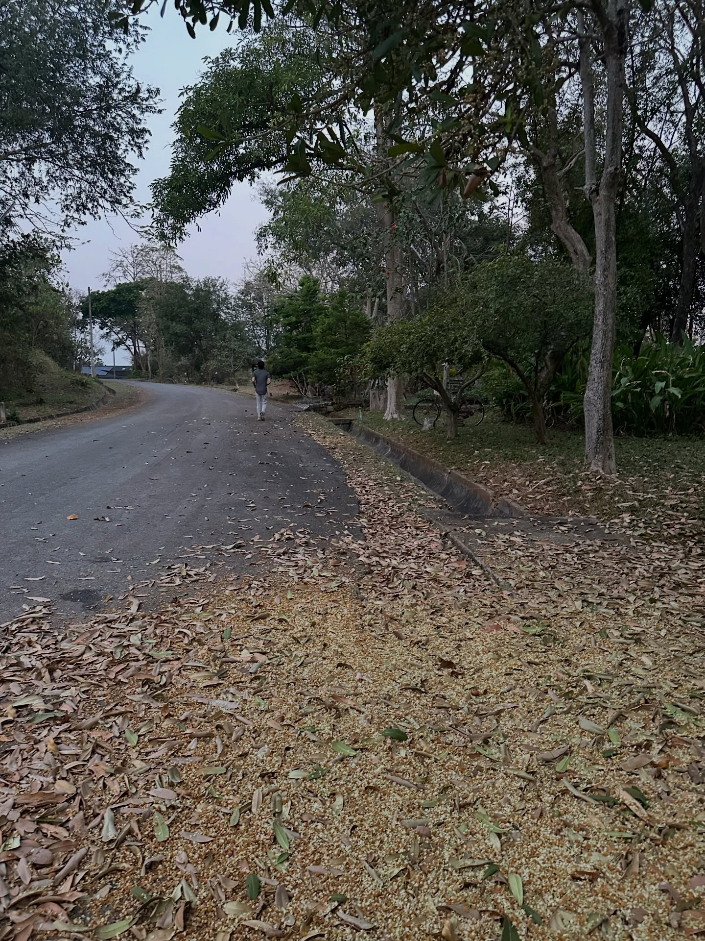 โอปอล์ - ปาณิสรา อารยะสกุล