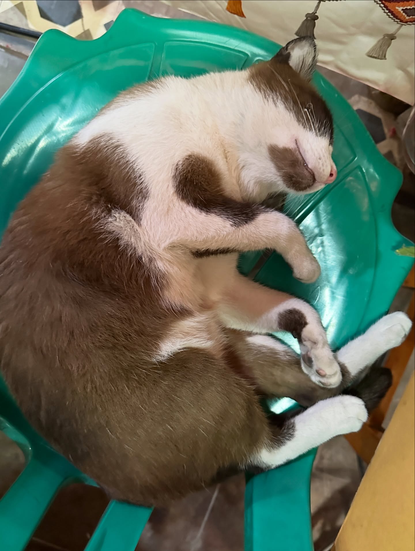 โอปอล์ - ปาณิสรา อารยะสกุล