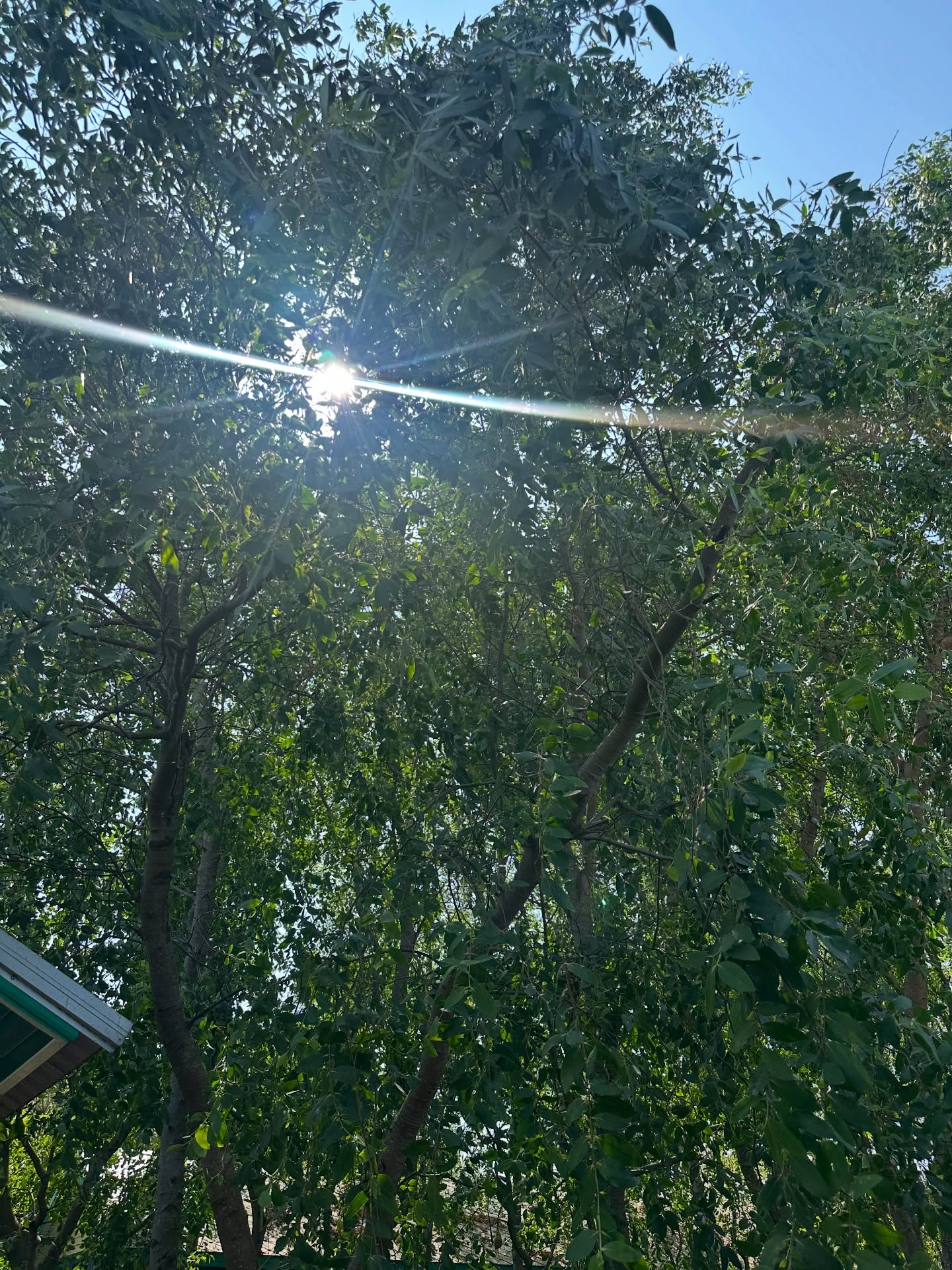 โอปอล์ - ปาณิสรา อารยะสกุล